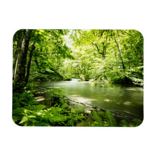 Imán Profundo en el bosque