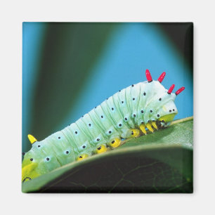 Imán Prometheus Moth Caterpillar, Callosamia