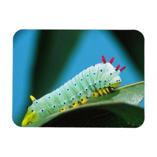 Imán Prometheus Moth Caterpillar, Callosamia
