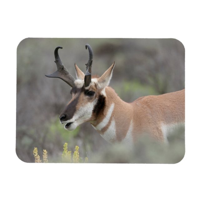 Imán Pronghorn Antelope Buck | Grandes tetones (Horizontal)