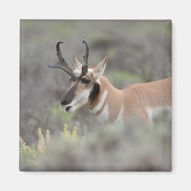 Imán Pronghorn Antelope Buck | Grandes tetones (Frente)