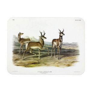 Imán Pronghorn (Antelope de cuerno largo) por Audubon