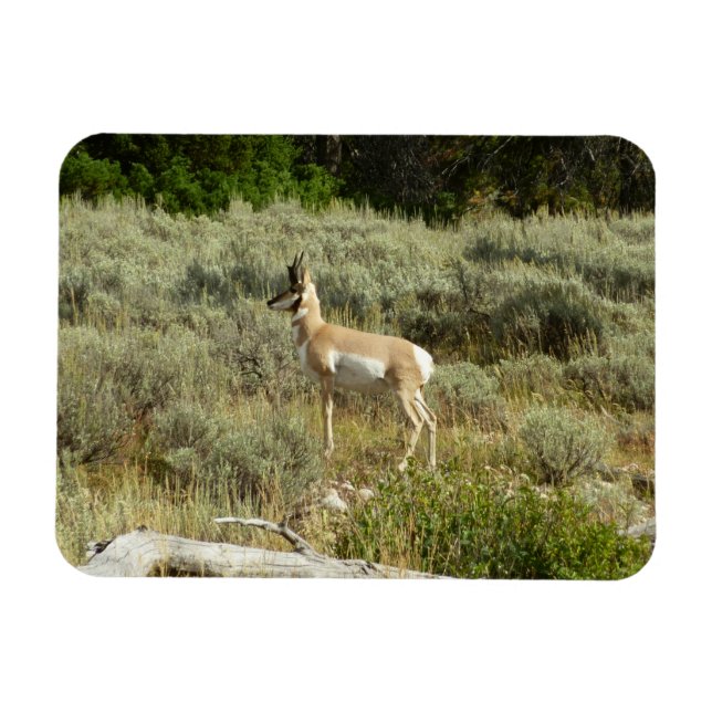 Imán Pronghorn en el Parque Nacional de Grand Teton (Horizontal)