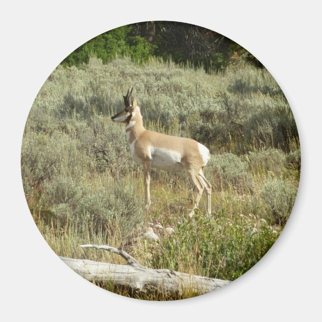 Imán Pronghorn en el Parque Nacional de Grand Teton (Frente)
