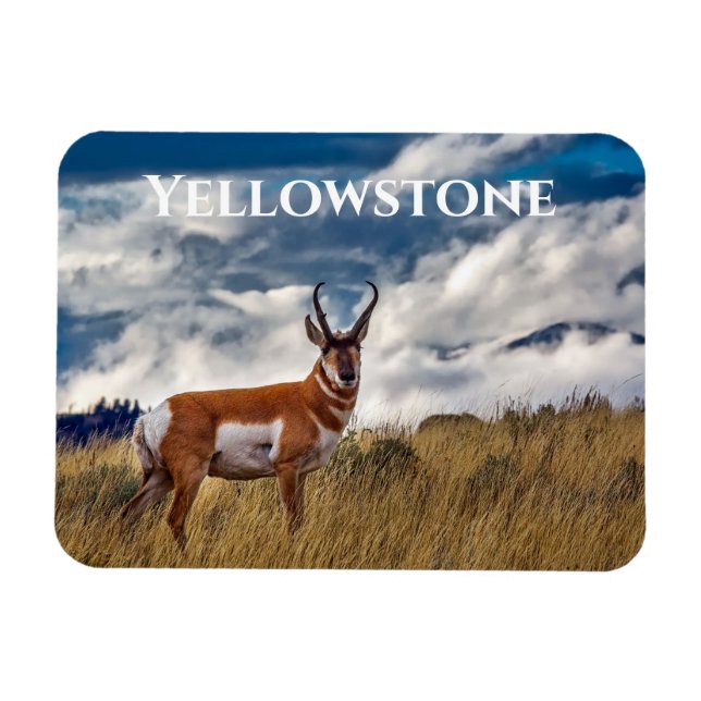 Imán Pronghorn en Meadow, policía de Yellowstone (Horizontal)