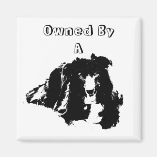 Imán Propiedad De Un Perro Cute Del Collie De La Fronte