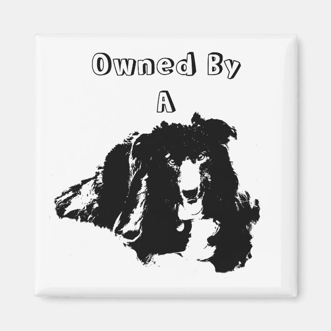Imán Propiedad De Un Perro Cute Del Collie De La Fronte (Frente)