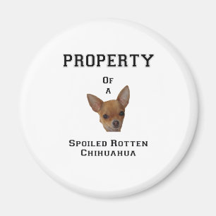 Imán Propiedad de una chihuahua putrefacta estropeada