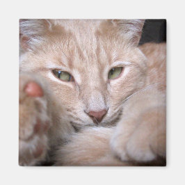 Imán Proporciones legendarias