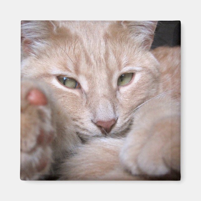 Imán Proporciones legendarias (Frente)