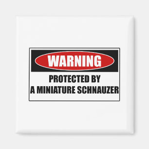 Imán Protegido por un Schnauzer miniatura