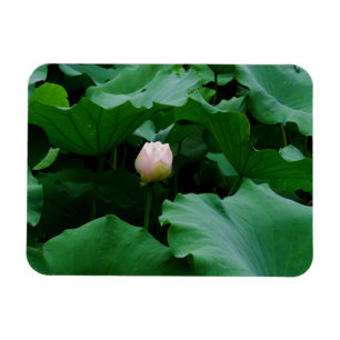 Imán Próximamente floreciendo