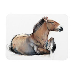 Imán Przewalski 2011