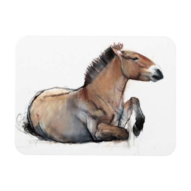 Imán Przewalski 2011 (Horizontal)