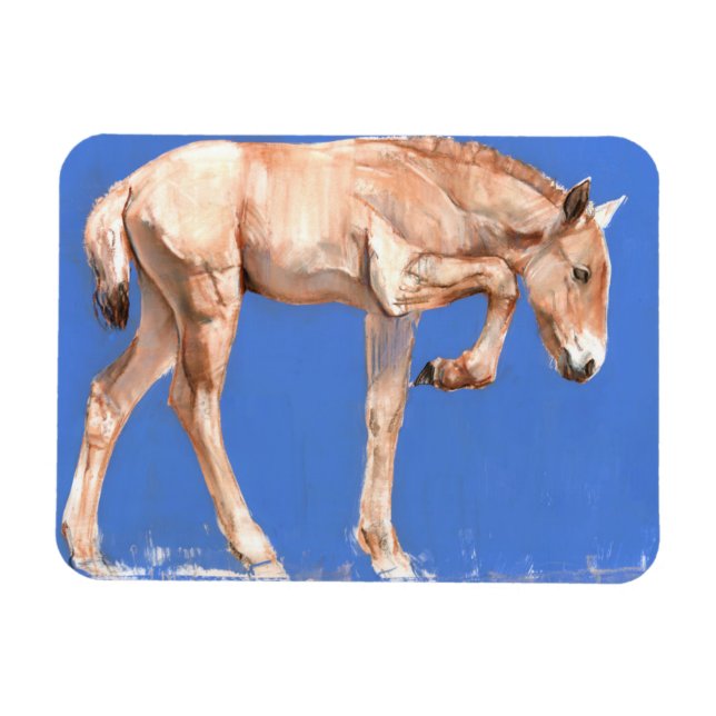 Imán Przewalski Foal 2012 (Horizontal)