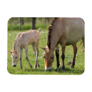 Imán Przewalski's Horse and Foal Grazing
