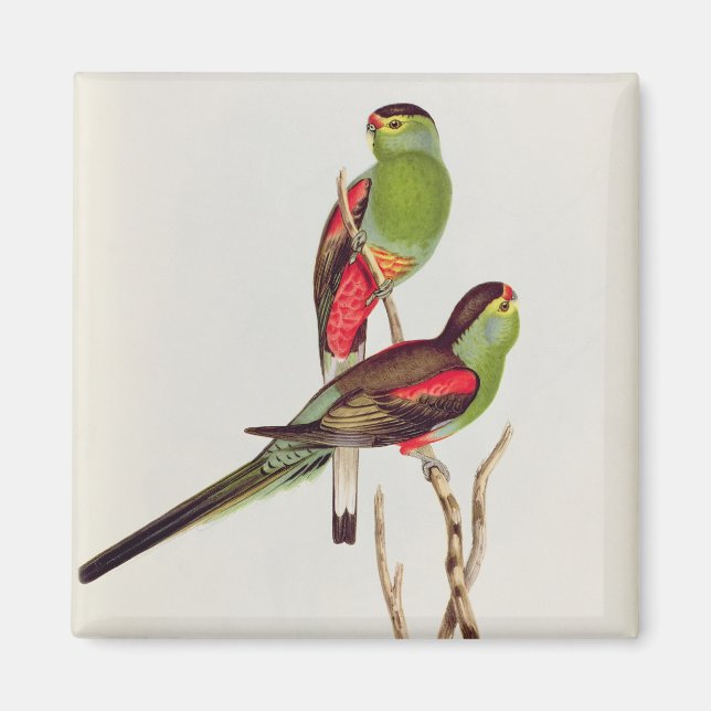 Imán Psefotus Pulcherrimus (Frente)