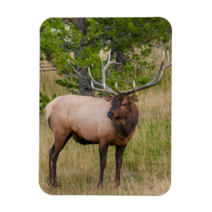 Imán Pueblo Lago Elk Parque Nacional Yellowstone Wyomin