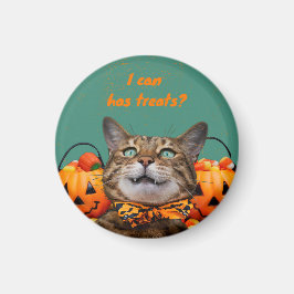 Imán Puedo Tener Tratamientos De Gato Magnet