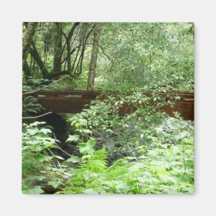 Imán Puente Muir Woods I