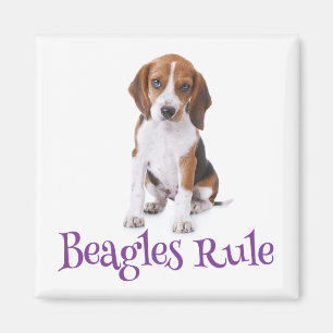 Imán Puerco de perro picante beagle