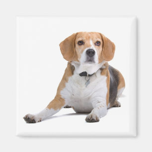 Imán Puerco de perro picante beagle