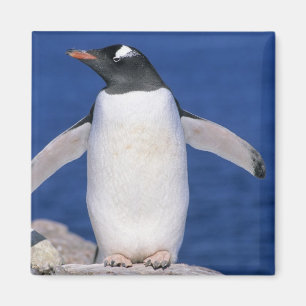 Imán Puerto del pingüino de Gentoo (Pygoscelis papua)