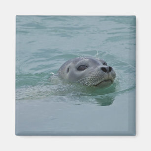 Imán Puerto Natación de focas en el lago glaciar de Jok