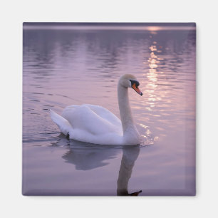 Imán Puesta de sol del cisne elegante