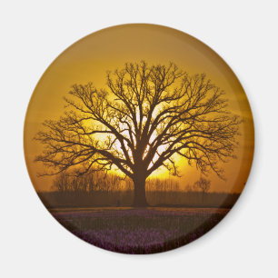 Imán Puesta del sol del roble de oficina