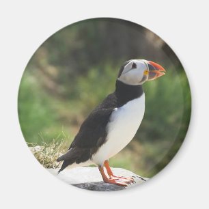 Imán Puffin