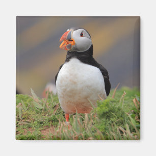 Imán Puffin