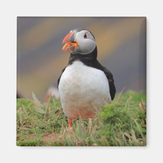 Imán Puffin
