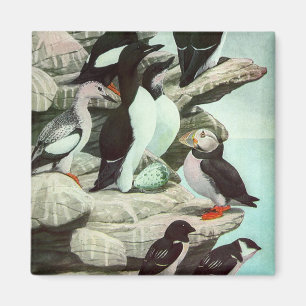 Imán Puffines y aves acuáticas antiguas por Louis Fuert