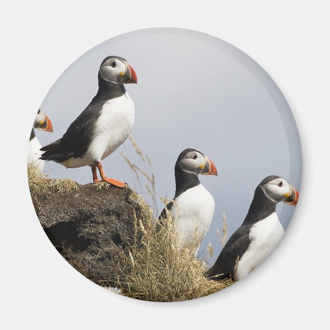 Imán Puffins (Frente)