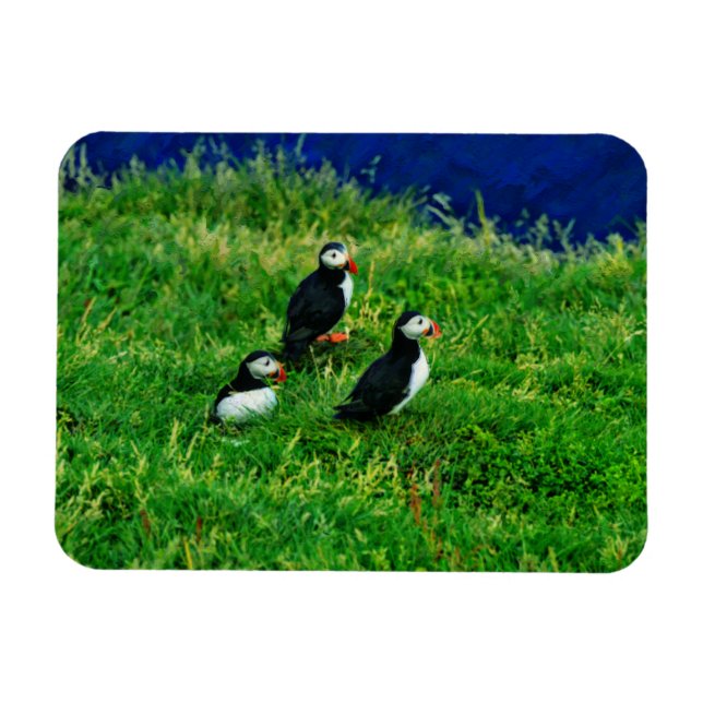 Imán Puffins (Horizontal)