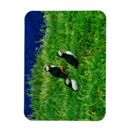 Imán Puffins