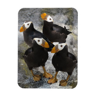 Imán Puffins.