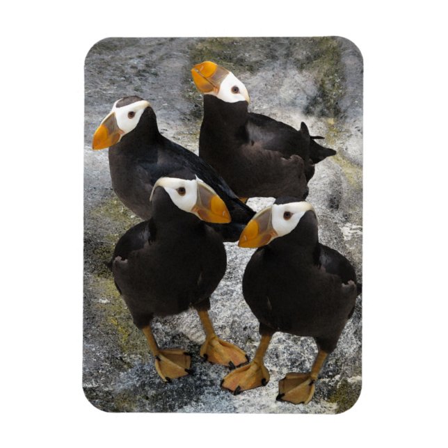 Imán Puffins. (Vertical)