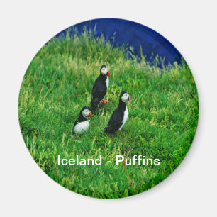 Imán Puffins islandeses