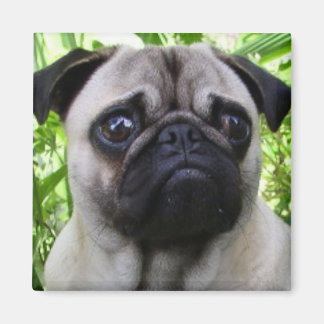 Imán Pug