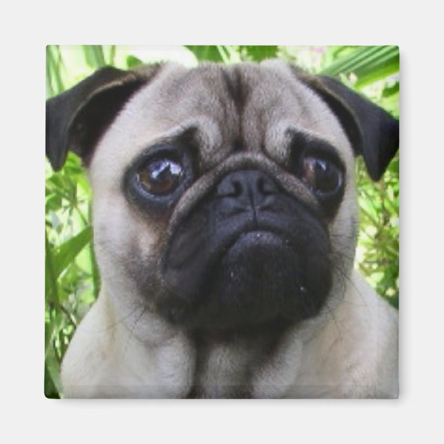 Imán Pug (Frente)