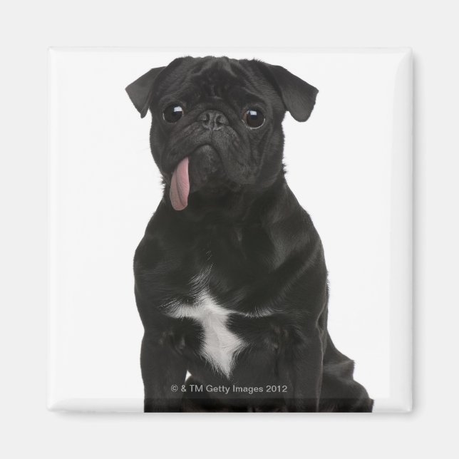 Imán Pug (1 año de edad) sentado con la lengua colgando (Frente)