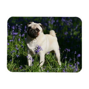 Imán Pug al alba parado en los Bluebells