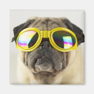 Imán Pug con gafas