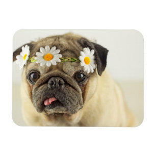 Imán Pug con la corona de margarita