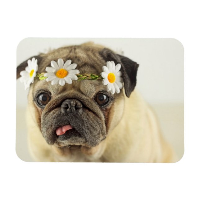 Imán Pug con la corona de margarita (Horizontal)