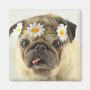 Imán Pug con la corona de margarita