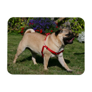 Imán Pug Con Mazo Rojo