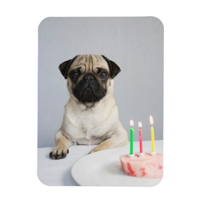 Imán Pug de cumpleaños (Vertical)